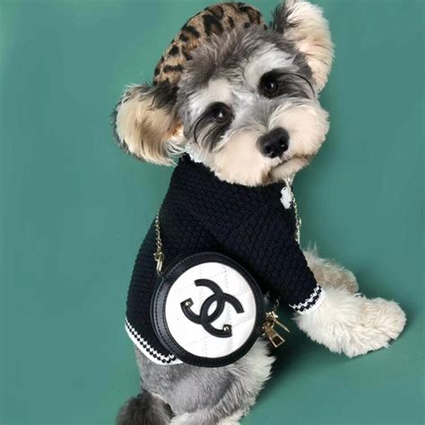 chanel dog sweater|purrfect chanel dog.